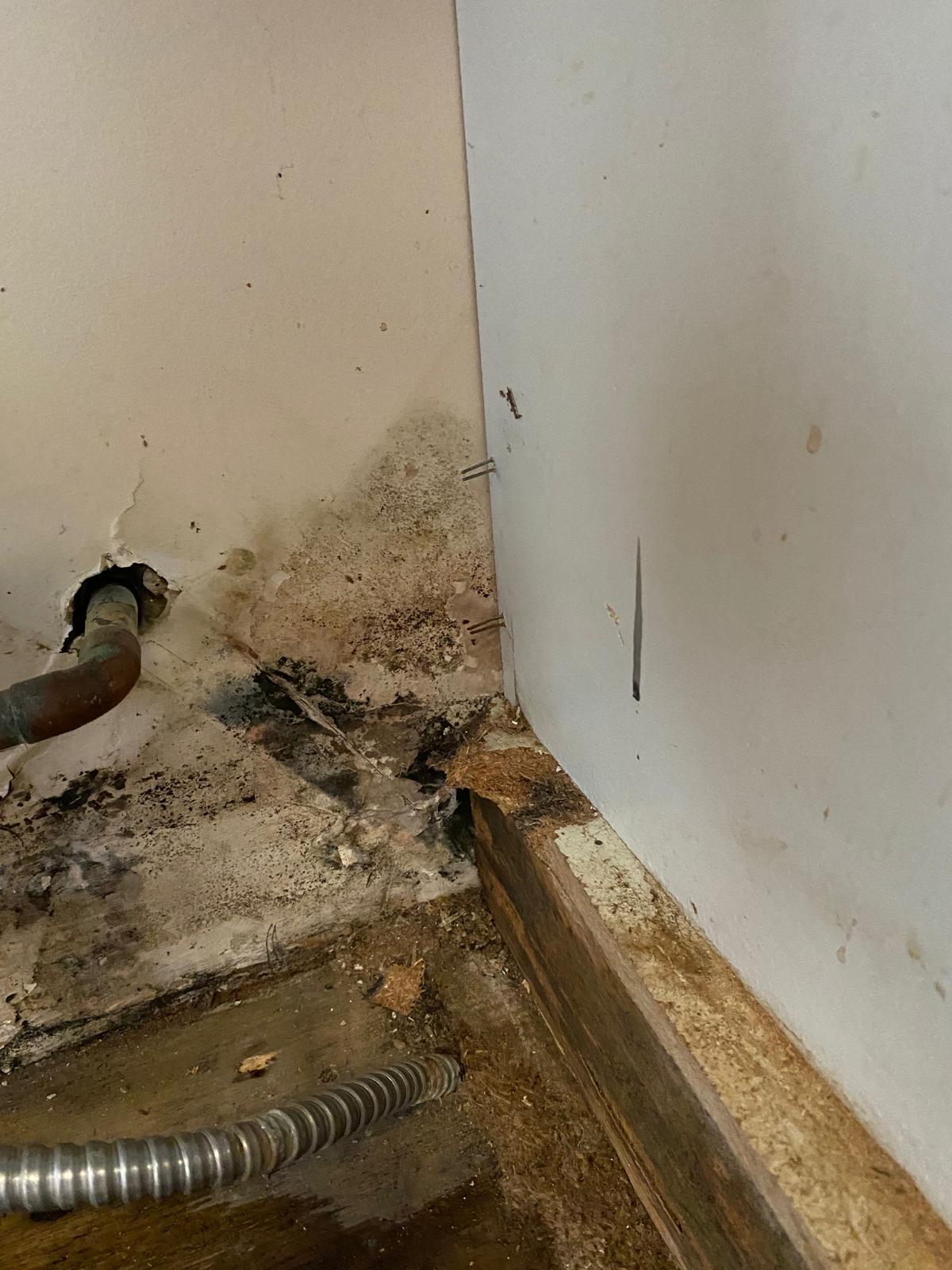 Mold Remediation